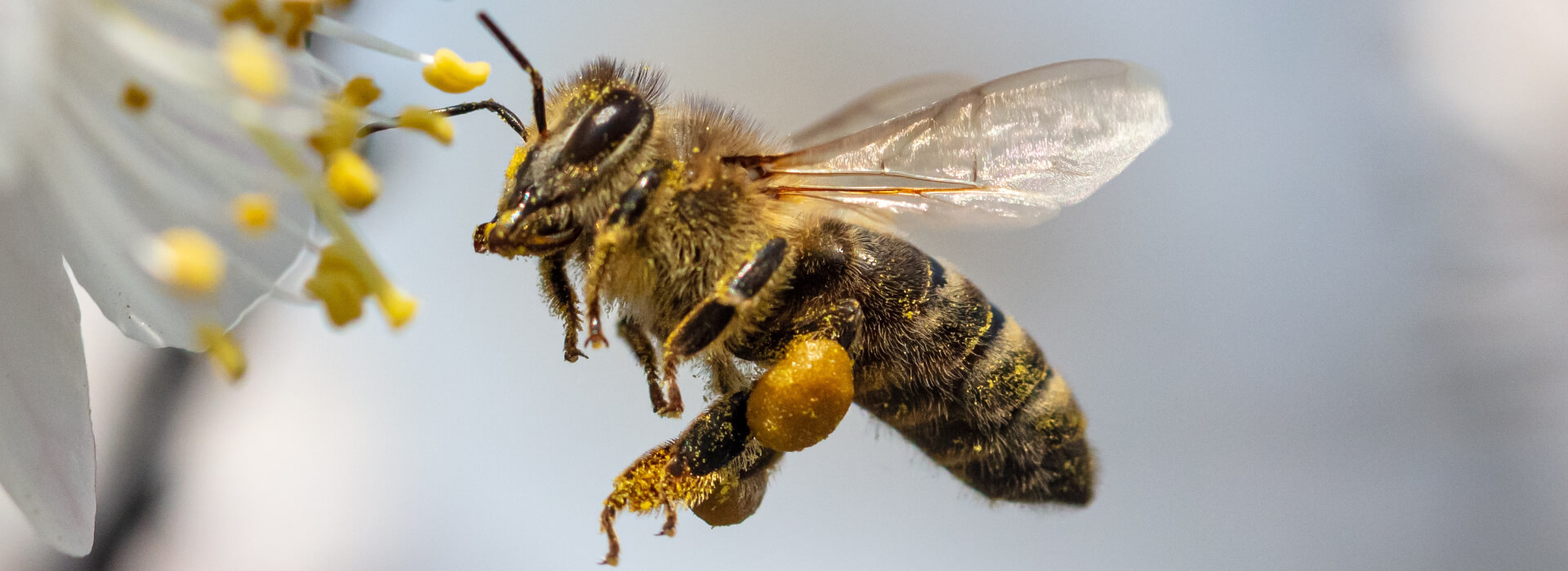 Fliegende Bienen