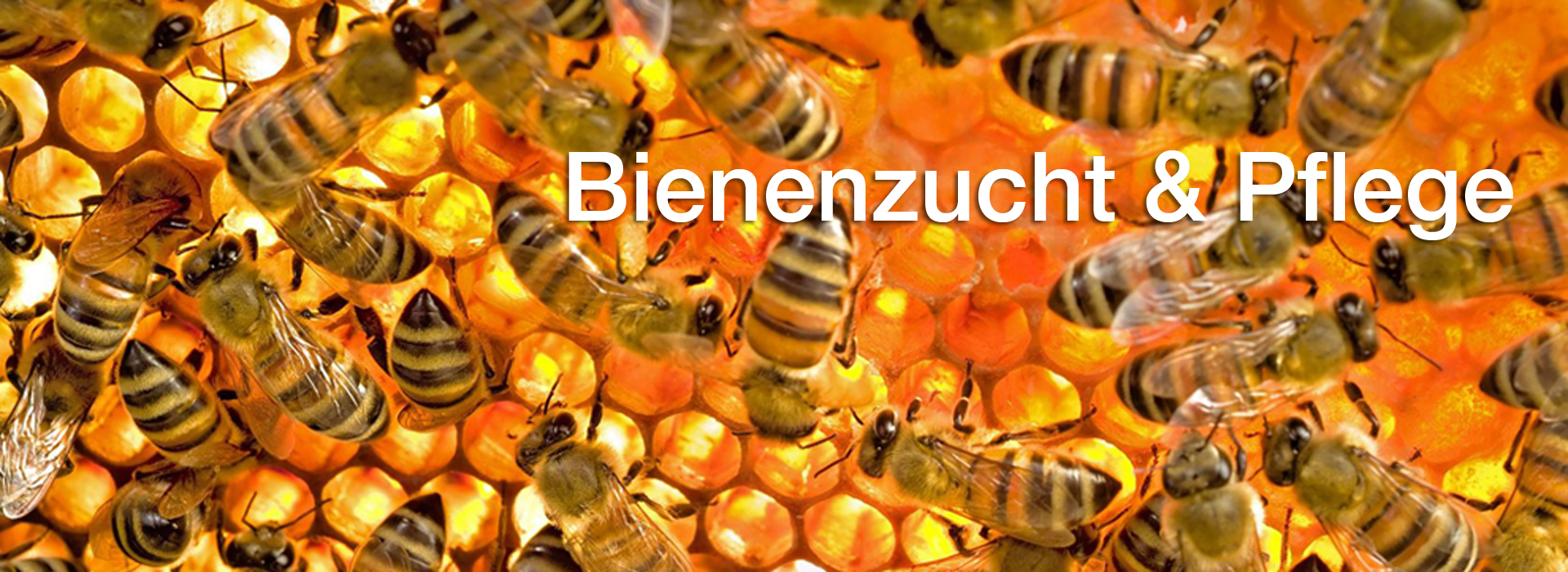 Bienenzucht & Pflege