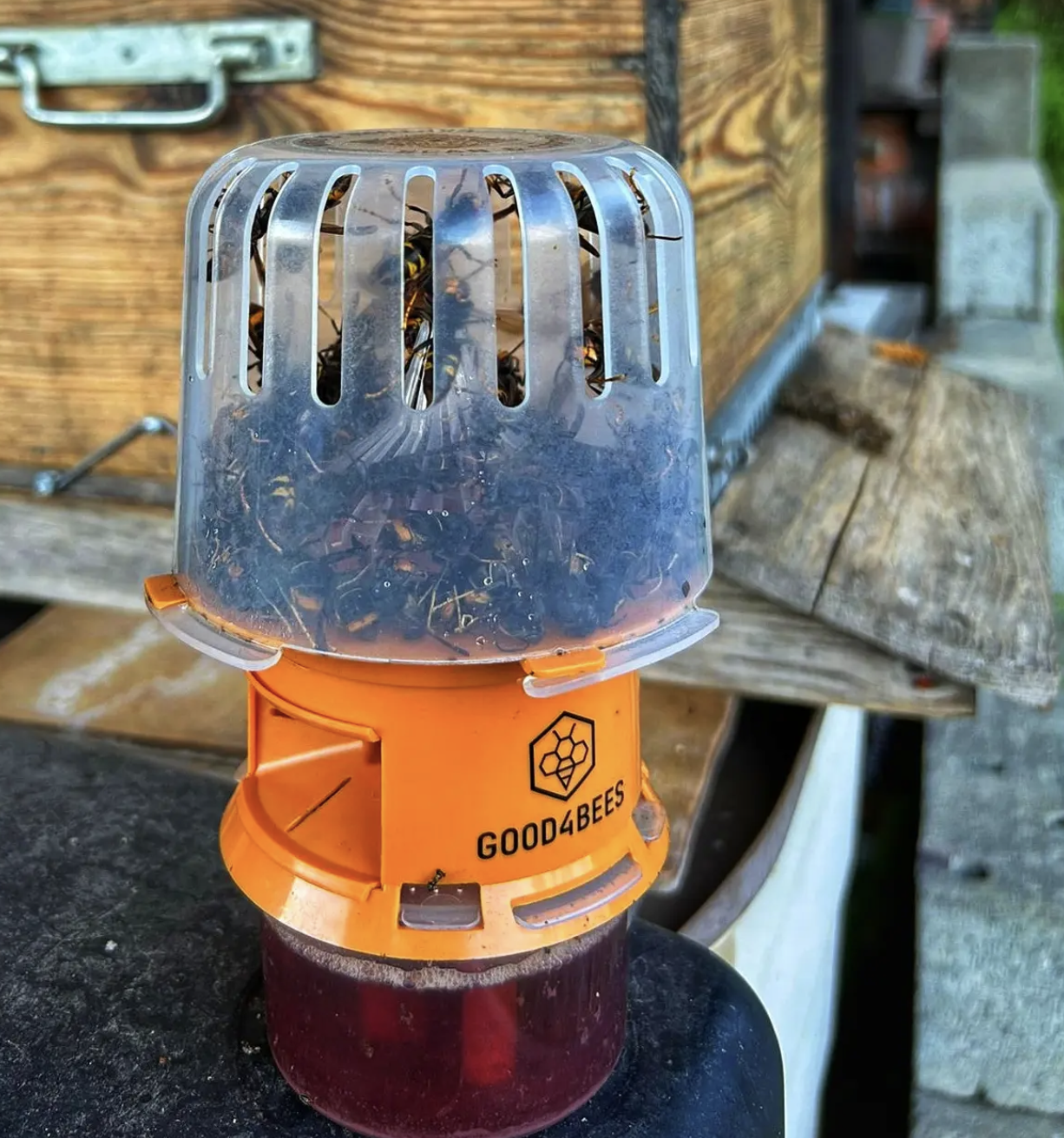 GOOD4BEES Selektive Hornissenfalle